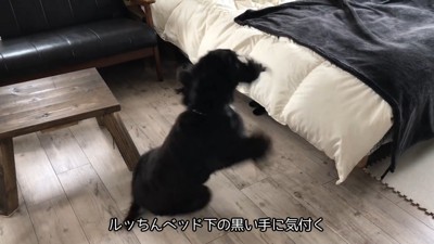 ルークくんはびっくり!