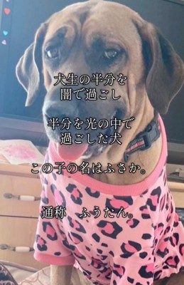 ピンクの服を着た大型犬
