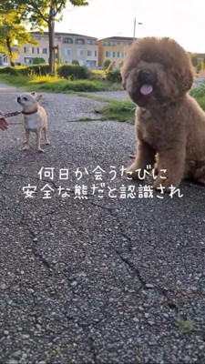 横に並んで座るプードルとチワワ