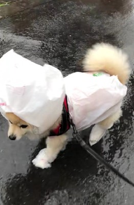 ビニール袋を装備してる…！