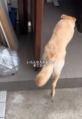 家の中に入る犬