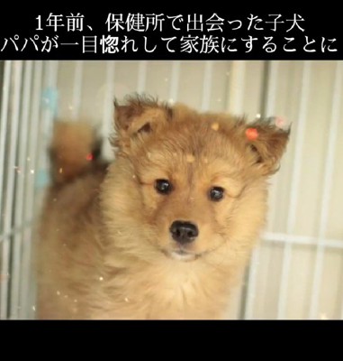 保健所で出会った子犬
