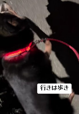 ポットポットと歩く♪