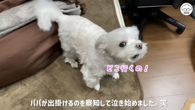 パパさんの帰りを待つナナくん