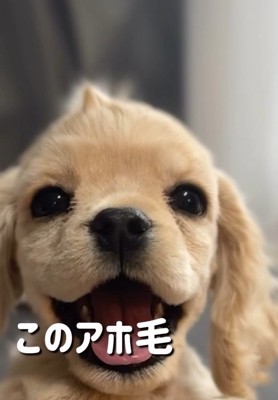 笑顔のパルちゃん