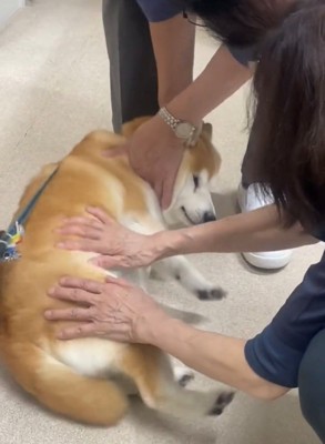 撫でられてうっとりする犬