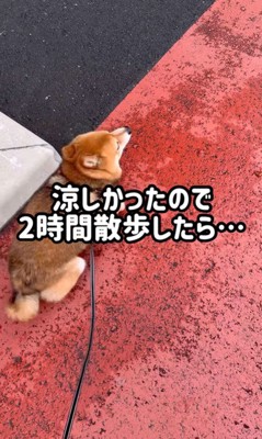 ころくんの喜びの舞2