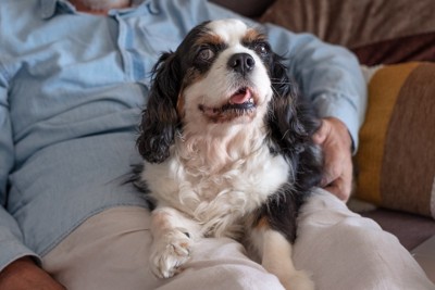 飼い主の膝に乗る犬