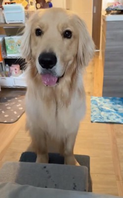 口周りが濡れているコロッケくん