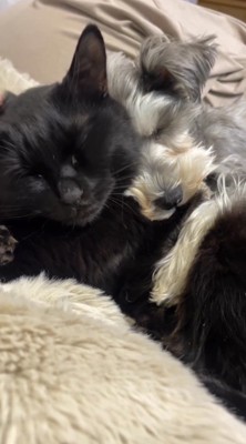 眠る猫に抱きつきながら眠る犬
