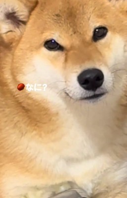 ドヤ顔のマロンくん