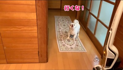 飼い主に吠える犬