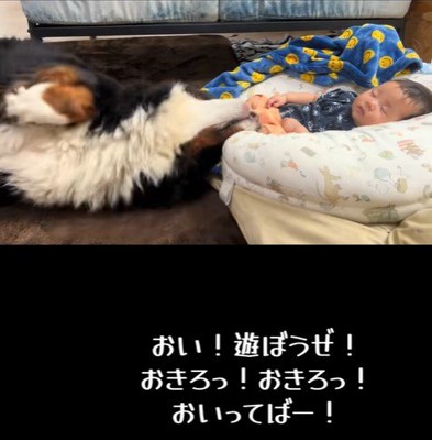 赤ちゃんを起こしたいとらじろう君4