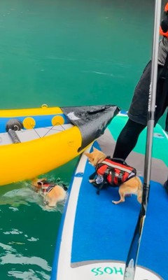 コマさんのハプニング4