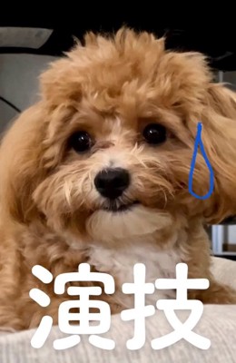 演技だったマルくん