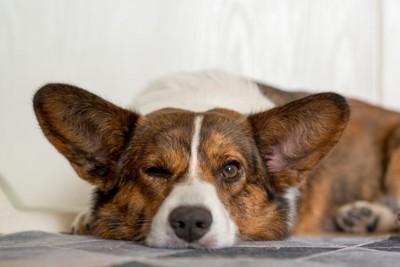 ウィンクしている犬