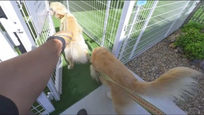 プールのある方へと向かって歩く2匹の犬