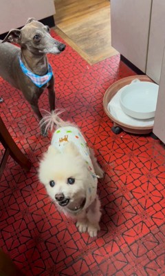 ルナちゃんの変化4