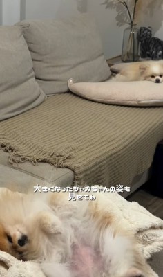 寝転ぶ小型犬姉妹