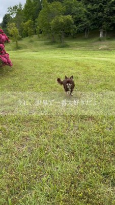 くま耳の服を着てお出かけする犬