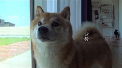 窓の前に立つオスの柴犬