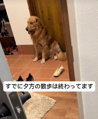 「お散歩足りない！！」
