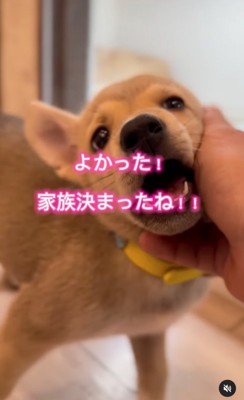 家族が決まった子犬