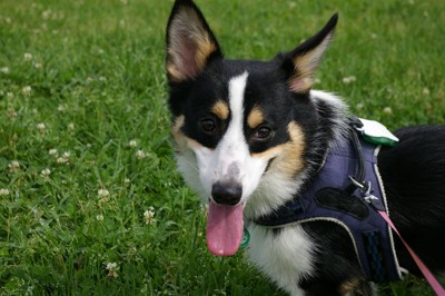 ハーネスをつけた犬