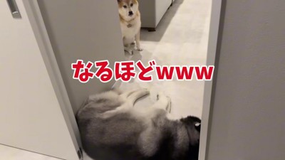 通せんぼされたおもちくん