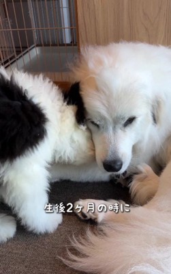 シュシュちゃんが母代わり♡