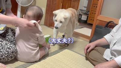 心配そうなあいちゃん