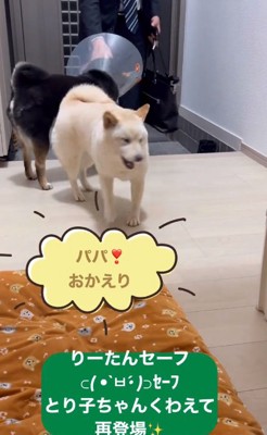 おもちゃを咥えた黒柴さん