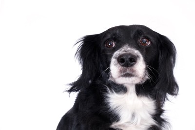 心配そうな犬