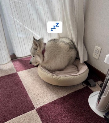 無理矢理丸まったり…