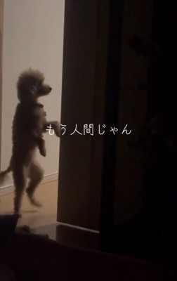 二本脚で歩く犬