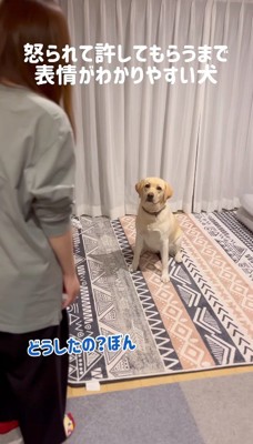 女性の前に座る犬