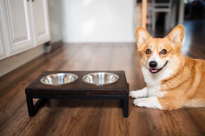 食事用テーブルと笑顔の犬