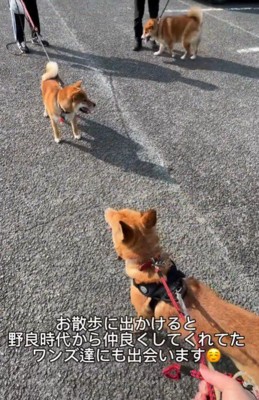 顔見知りの近所の犬たちとも再会