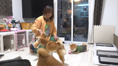 お兄ちゃん帰省時の豆柴4兄妹