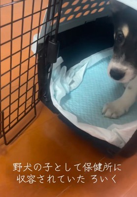 野犬として暮らしていた