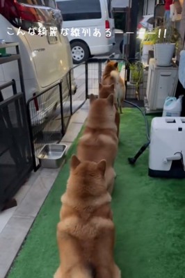 並ぶ犬1