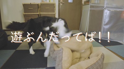 ベッドを振り回して「遊ぶの！」と主張