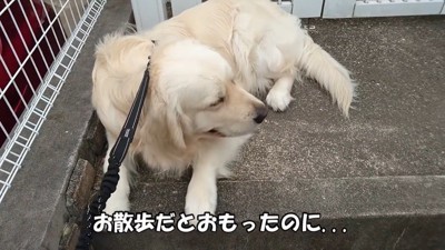 病院を嫌がるギンちゃん5