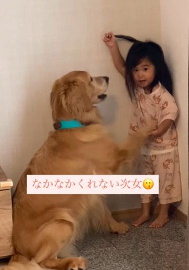 部屋に座るゴールデンレトリバーにオテをさせる幼い女の子