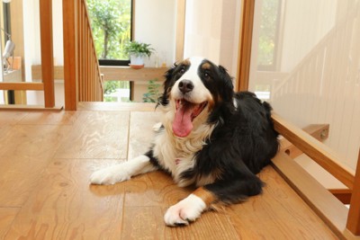 室内のバーニーズ・マウンテン・ドッグ