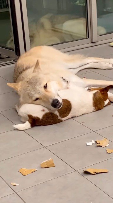 他の犬のお腹に顔を乗せる犬