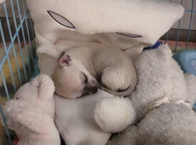 ぬいぐるみに囲まれて眠る犬