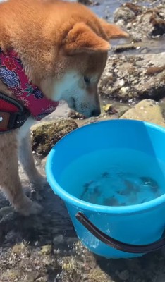 バケツの中を見つめる犬