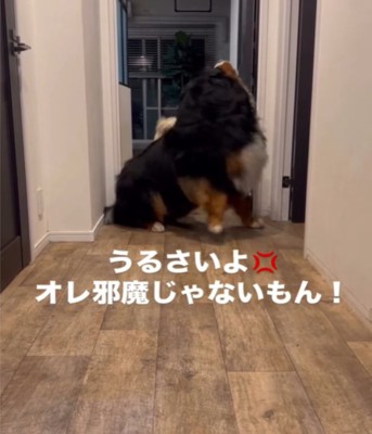 体を起こして吠える犬3