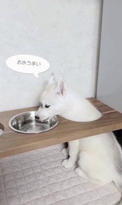 たくさん飲んでます